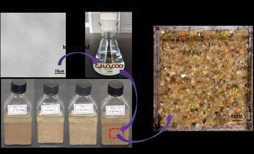 微生物材料改性在地基处理领域的应用研究获进展